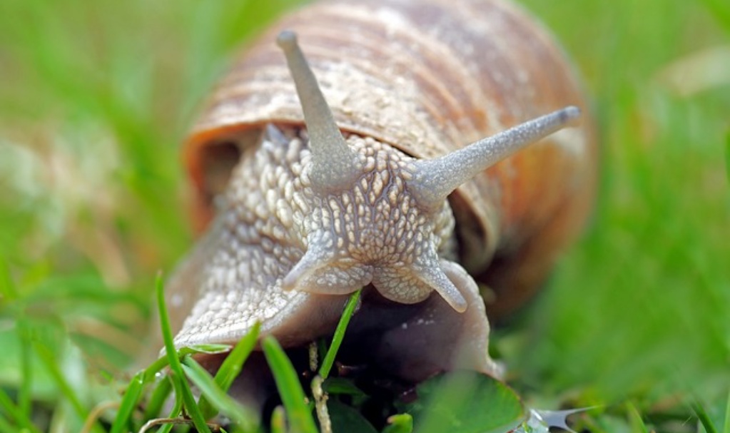 snail